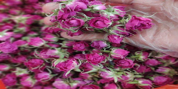 تصویر 1 از قیمت خرید غنچه گل محمدی قرمز + فروش ویژه