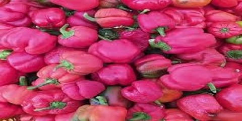 تصویر 3 از خرید و قیمت فلفل دلمه صورتی + فروش صادراتی
