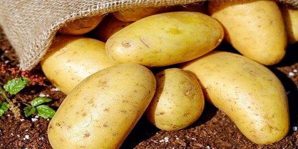 تصویر 4 از خرید و فروش سیب زمینی نژاد بامبا با شرایط فوق العاده