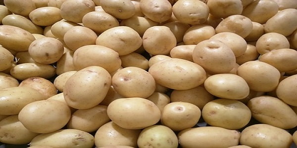 تصویر 3 از خرید و فروش سیب زمینی نژاد بامبا با شرایط فوق العاده