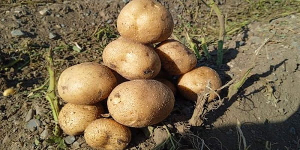 تصویر 1 از خرید و فروش سیب زمینی نژاد بامبا با شرایط فوق العاده