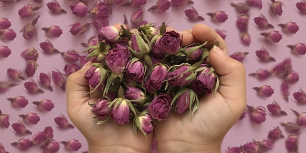تصویر 1 از خرید و قیمت غنچه ی گل محمدی خشک + فروش عمده