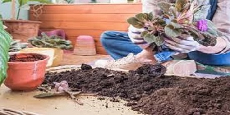 تصویر 2 از خرید و فروش خاک بنفشه آفریقایی با شرایط فوق العاده