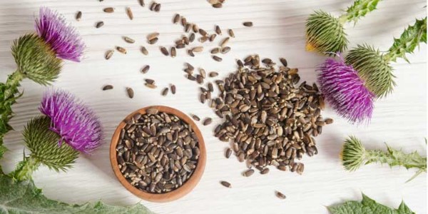 تصویر 5 از قیمت خرید گیاه دارویی خار مریم با فروش عمده