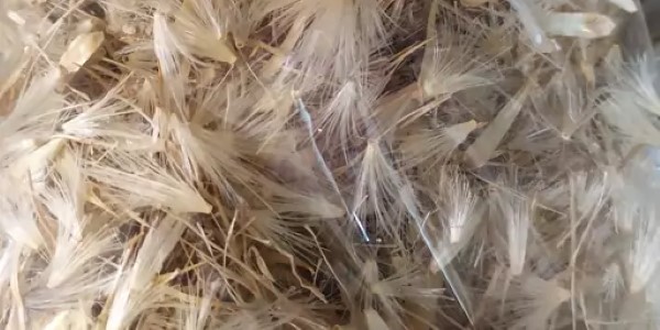 تصویر 1 از قیمت خرید گیاه دارویی خار مریم با فروش عمده