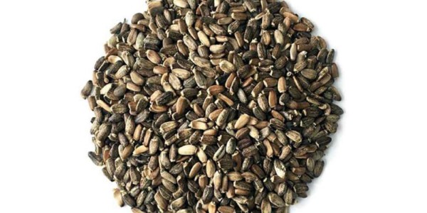 تصویر 1 از خرید گیاه خار مریم خشک شده + قیمت فروش استثنایی