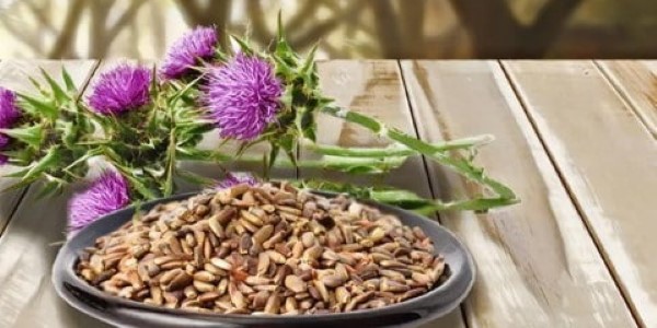 تصویر 4 از قیمت گیاه خشک خار مریم + خرید باور نکردنی