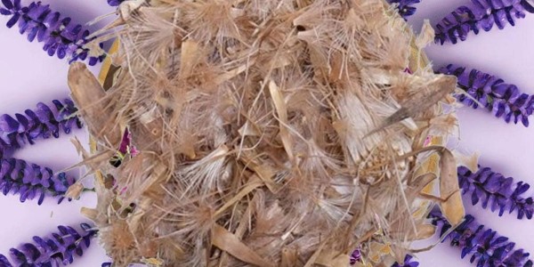 تصویر 5 از قیمت گیاه خشک خار مریم + خرید باور نکردنی