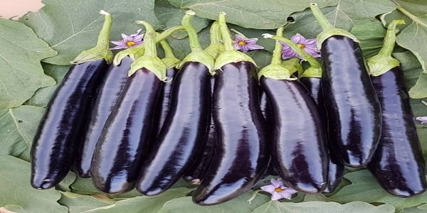 تصویر 5 از خرید بادمجان قلمی سیاه + قیمت فروش استثنایی