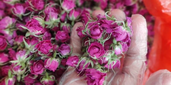 تصویر 1 از خرید و فروش گل محمدی خشک کرده با شرایط فوق العاده