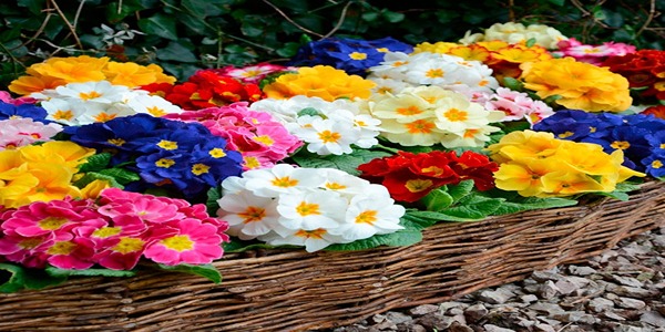 تصویر 1 از قیمت خرید عرق گیاهی پامچال + فروش ویژه