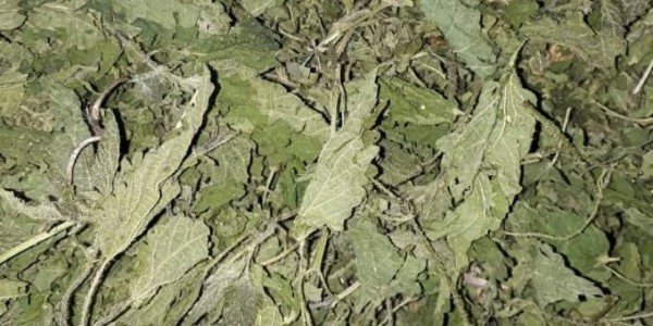 تصویر 2 از فروش گیاه گزنه خشک + قیمت خرید به صرفه