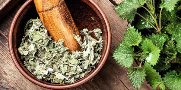 تصویر 5 از فروش گیاه گزنه خشک + قیمت خرید به صرفه