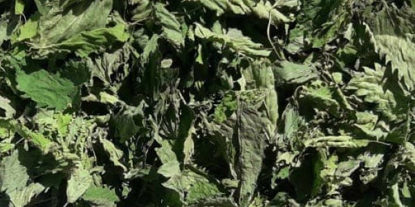 تصویر 4 از قیمت گیاه گزنه خشک شده با کیفیت ارزان + خرید عمده
