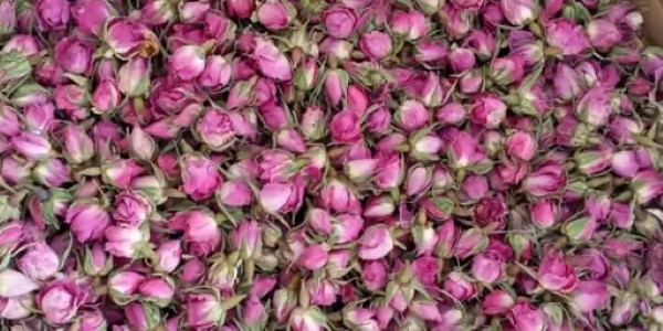 تصویر 3 از قیمت خرید غنچه گل محمدی داراب با فروش عمده