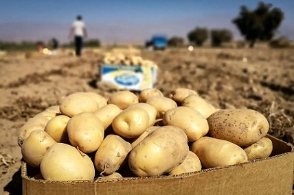 تصویر 2 از قیمت خرید سیب زمینی شیرین شیراز + فروش ویژه