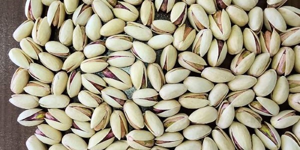 تصویر 1 از خرید و قیمت پسته بادامی خام + فروش عمده