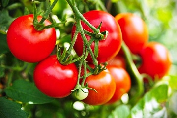 تصویر 2 از گوجه فرنگی رسمی با رنگ طبیعی و طعم عالی