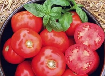 تصویر 2 از گوجه‌ فرنگی تازه چین درجه یک در بسته‌ بندی بهداشتی