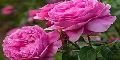 تصویر 1 از قیمت خرید گل محمدی اصل + فروش ویژه