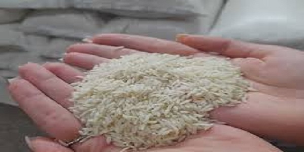 تصویر 1 از قیمت خرید برنج چمپا اصل + فروش ویژه