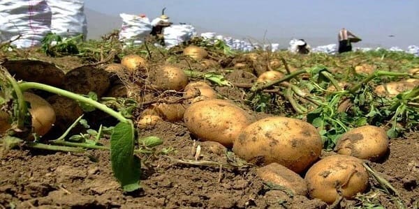 تصویر 3 از قیمت خرید سیب زمینی رقم اسپریت با فروش عمده