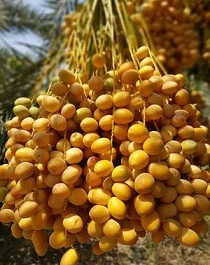 تصویر 4 از فروش خرما برحی خوزستان + قیمت خرید به صرفه