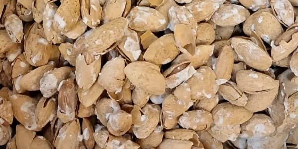 تصویر 4 از خرید و فروش بادام درختی با پوست با شرایط فوق العاده