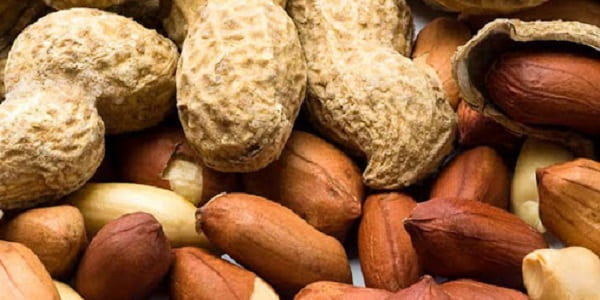 تصویر 4 از خرید و فروش بادام زمینی خام با شرایط فوق العاده