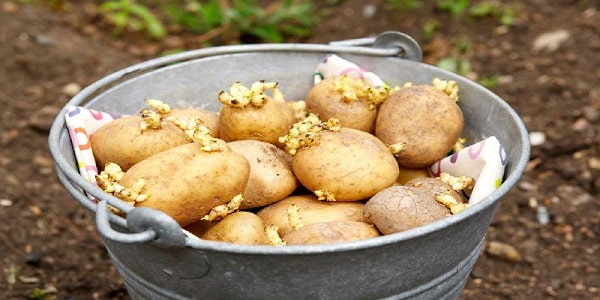 تصویر 5 از قیمت خرید سیب زمینی رقم جلی + فروش ویژه