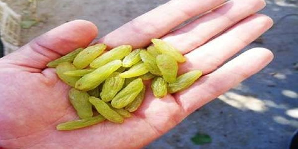تصویر 3 از خرید و فروش کشمش سبز تاکستان با شرایط فوق العاده