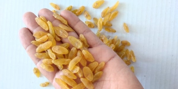 تصویر 5 از قیمت کشمش صادراتی کاشمر + خرید باور نکردنی