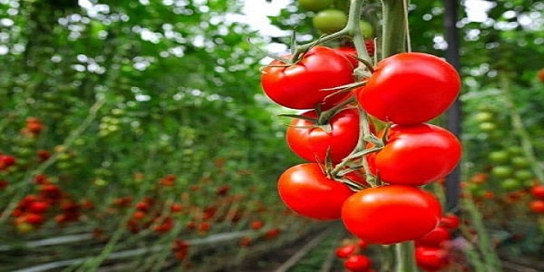 تصویر 2 از فروش گوجه فرنگی گوشتی + قیمت خرید به صرفه