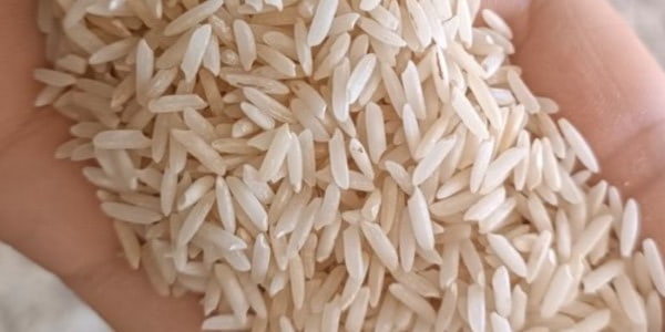 تصویر 2 از قیمت خرید برنج چمپا فوق ممتاز عمده به صرفه و ارزان