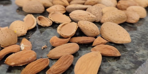 تصویر 4 از قیمت خرید بادام درختی ایرانی با فروش عمده
