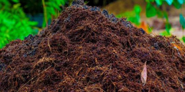 تصویر 1 از فروش خاک بونسای گیلدا + قیمت خرید به صرفه
