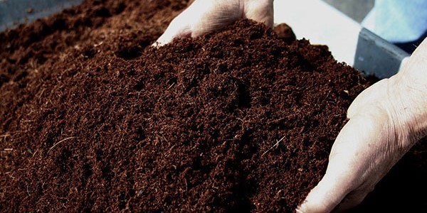 تصویر 4 از فروش خاک بونسای گیلدا + قیمت خرید به صرفه
