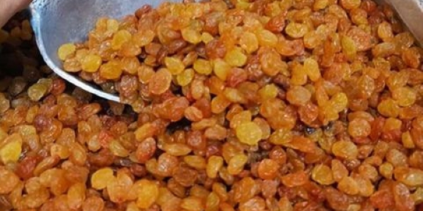 تصویر 1 از خرید کشمش پلویی خرمایی تیزآبی درجه ۲ + قیمت فروش استثنایی
