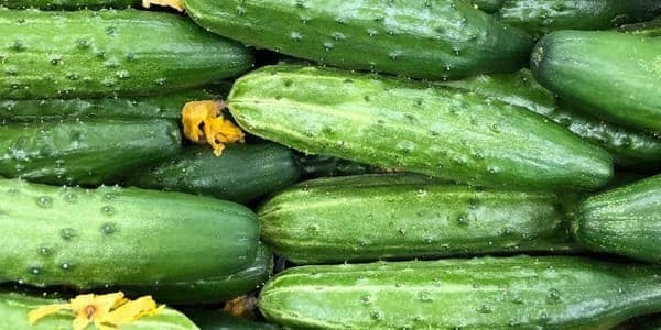 تصویر 5 از قیمت خیار سبز محلی + خرید باور نکردنی