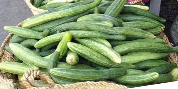 تصویر 1 از قیمت خیار سبز محلی + خرید باور نکردنی