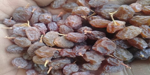 تصویر 2 از قیمت خرید کشمش پلویی آفتاب خشک عمده به صرفه و ارزان