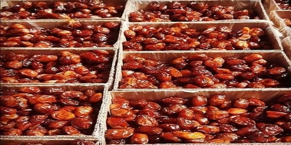 تصویر 4 از قیمت خرید خرمای کروت بم + فروش ویژه