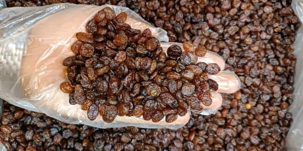تصویر 3 از خرید کشمش پلویی آفتابی + قیمت فروش استثنایی