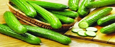 تصویر 1 از خرید و قیمت خیار سبز خار دار + فروش عمده