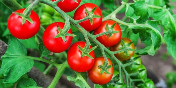 تصویر 1 از فروش گوجه فرنگی ریز گیلاسی + قیمت خرید به صرفه
