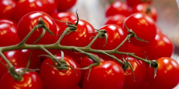 تصویر 3 از فروش گوجه فرنگی ریز گیلاسی + قیمت خرید به صرفه