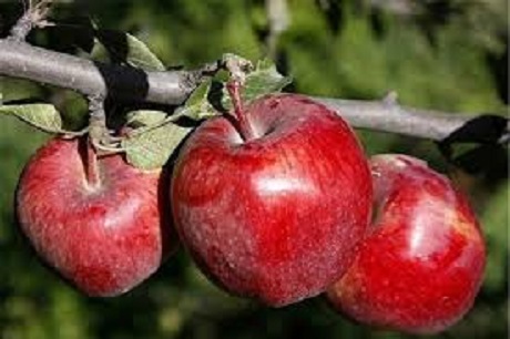 تصویر 1 از قیمت خرید سیب قرمز فرانسه + فروش ویژه