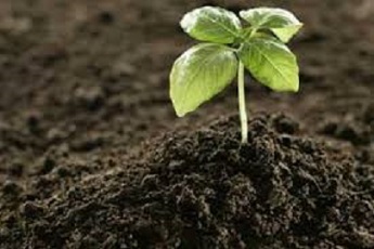 تصویر 4 از قیمت خرید خاک پرومکس با کیفیت + فروش ویژه