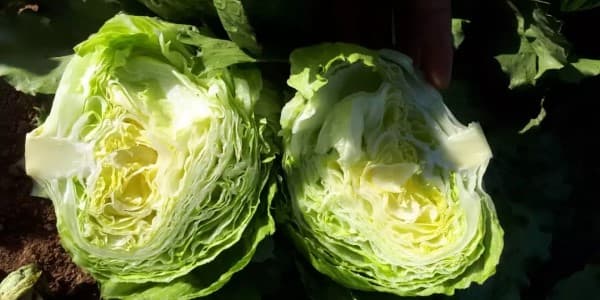 تصویر 3 از قیمت کاهو سالادی صادراتی + خرید باور نکردنی