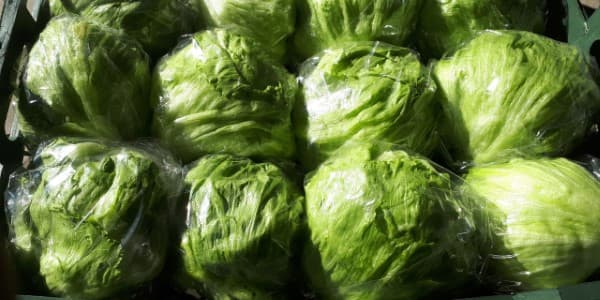 تصویر 5 از قیمت کاهو سالادی صادراتی + خرید باور نکردنی